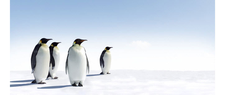 google penguin güncellemeleri
