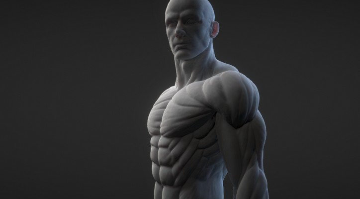 poly-anatomy